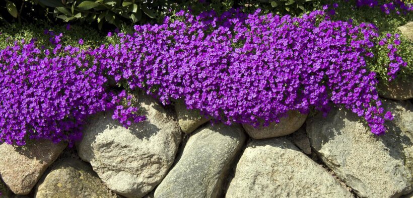 Trockenmauer bepflanzen Pflanzen für die Natursteinmauer Blauarbeit
