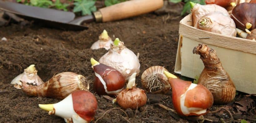 Blumenzwiebeln liegen auf lockerer Erde, im Hintergrund liegt eine kleine Schaufel
