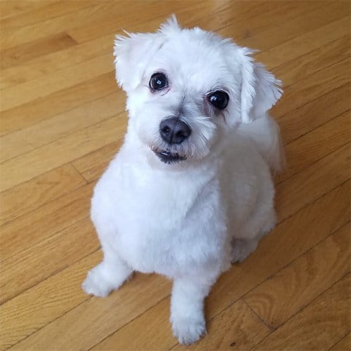 Odie---Web-Security