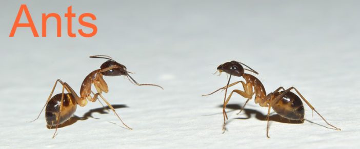 Effective Ant Treatment For Home Or Office