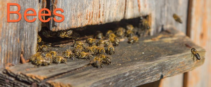 Bee Control – Bee Removal Which Is Safe and Effective