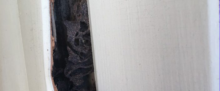 Why A Yearly Termite Inspection Is Important For Home Owners