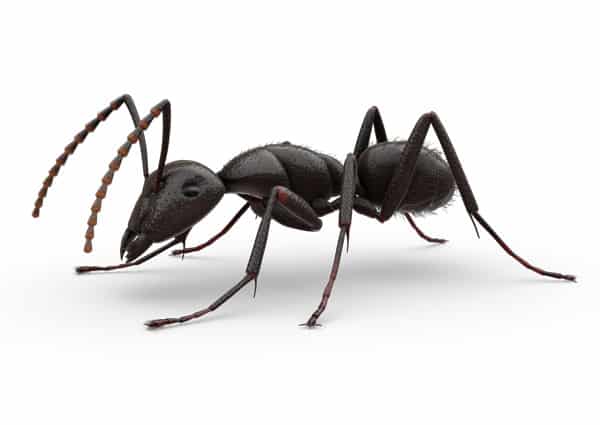 How to get rid of Ants