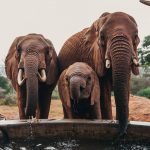 Sheldrick Elephant Orphans