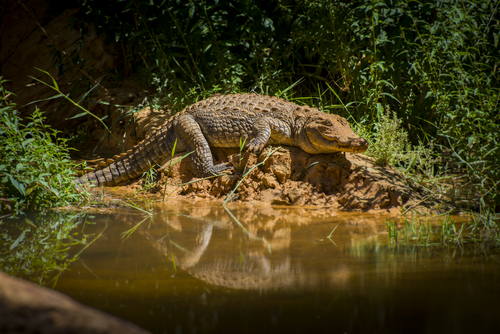 Ennedi Crocodiles