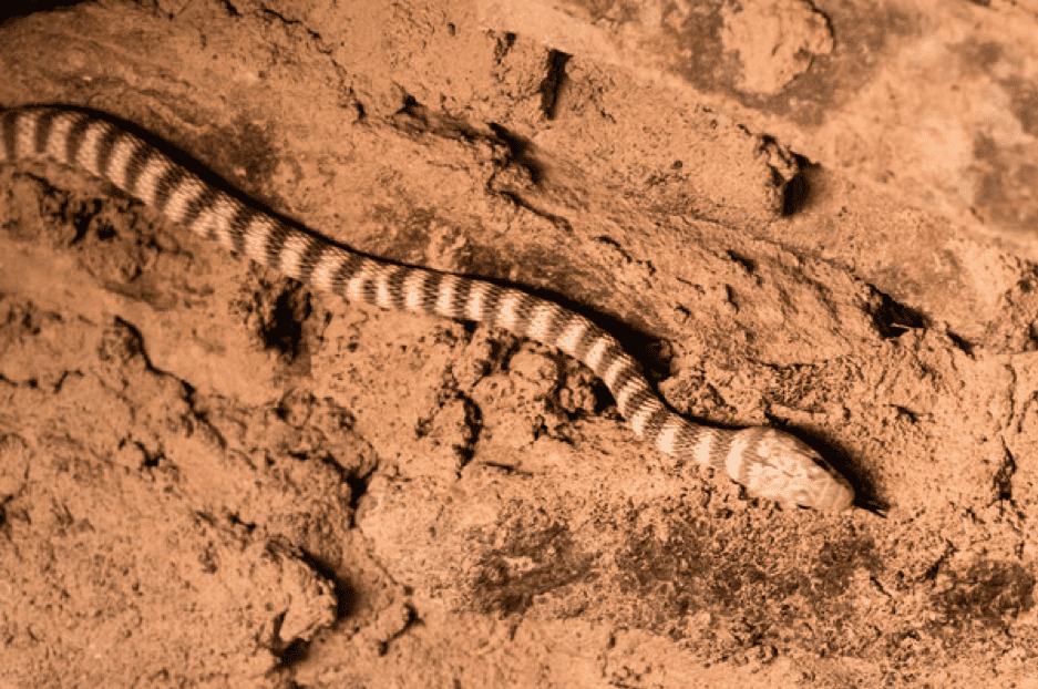 Ennedi Snake