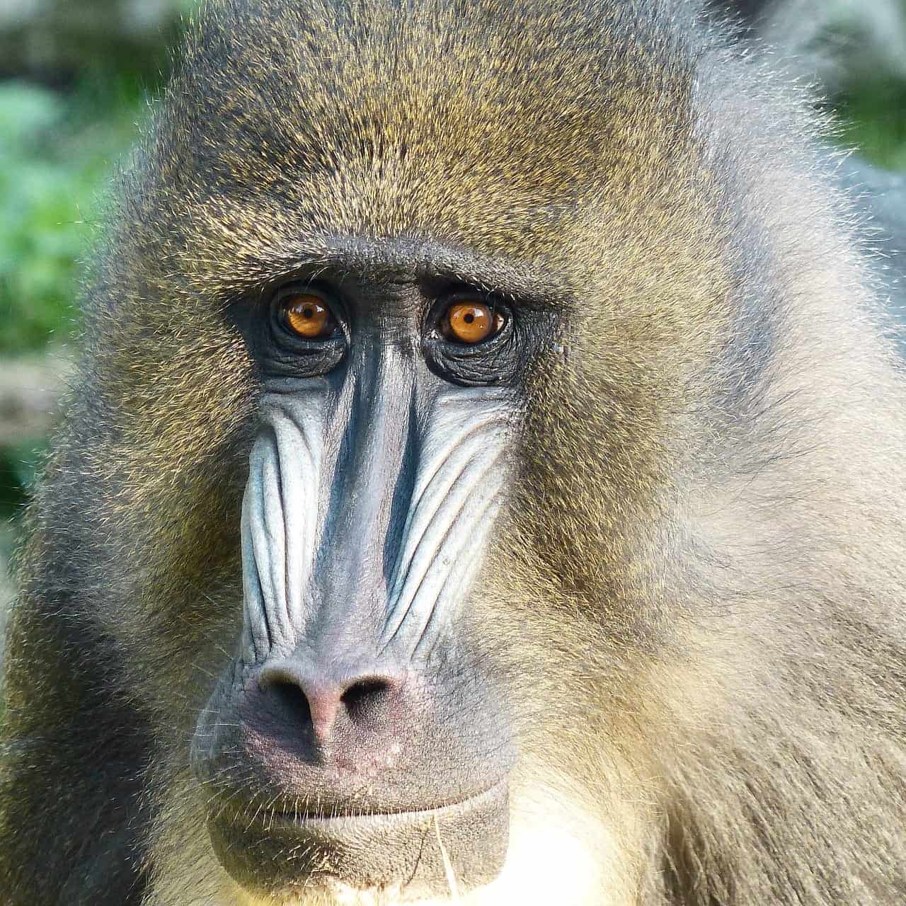 Gabon Mandrill
