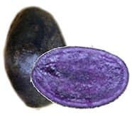 viola-pastaviola