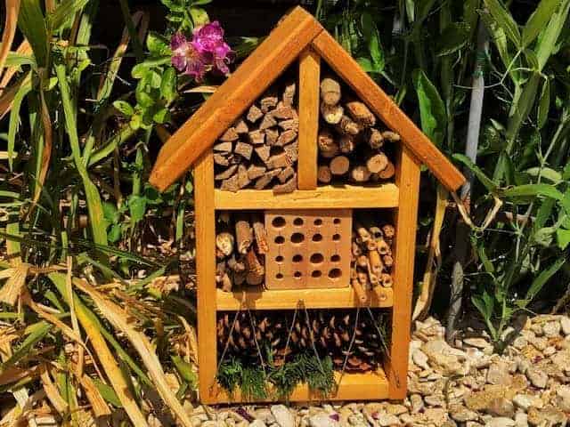 diy bug house