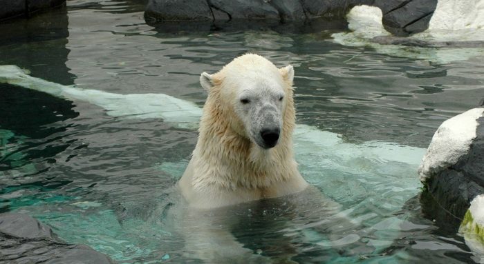 The polar bears at the san diego zoo love the cooler winter weather