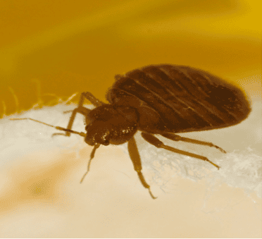 Pest Control Columbus Indiana Exterminators Eco Max Pest Control