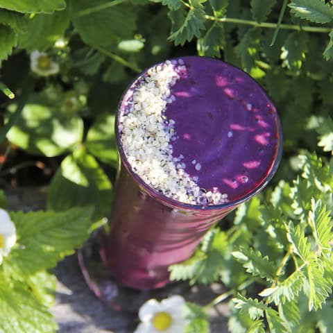 Blueberry hempster smoothie with lots of powerful health benefits by Anastasia - Kind Earth