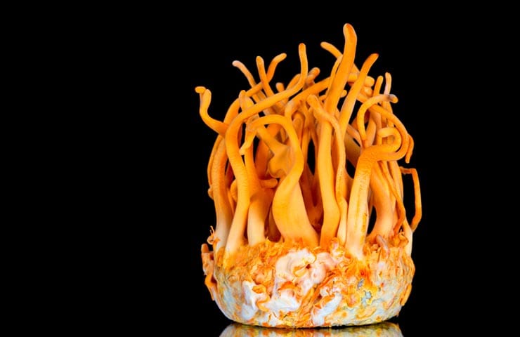 Cordyceps Sinensis, aka The Caterpillar Fungus