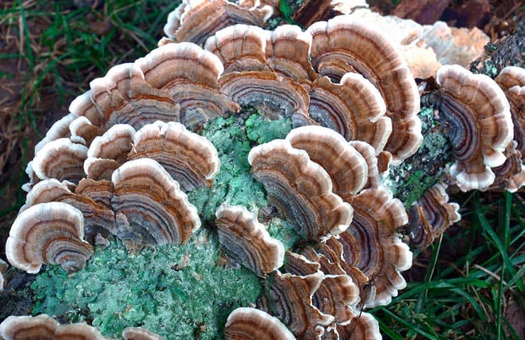 Immunity boosting mushroom Trametes versicolor, aka The Turkey Tail