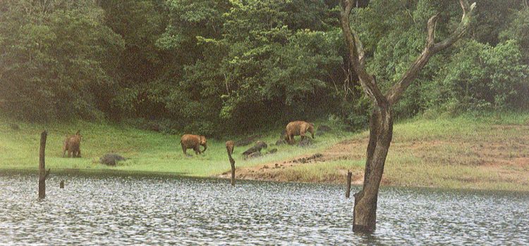 Periyar wildlife sanctuary family of wild elephants Trip to Periyar Wildlife Sanctuary