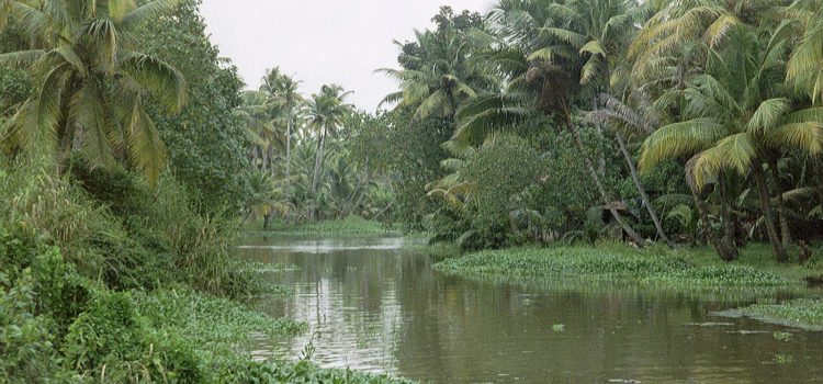 green scenery during boat trip Boat trip to the backwaters
