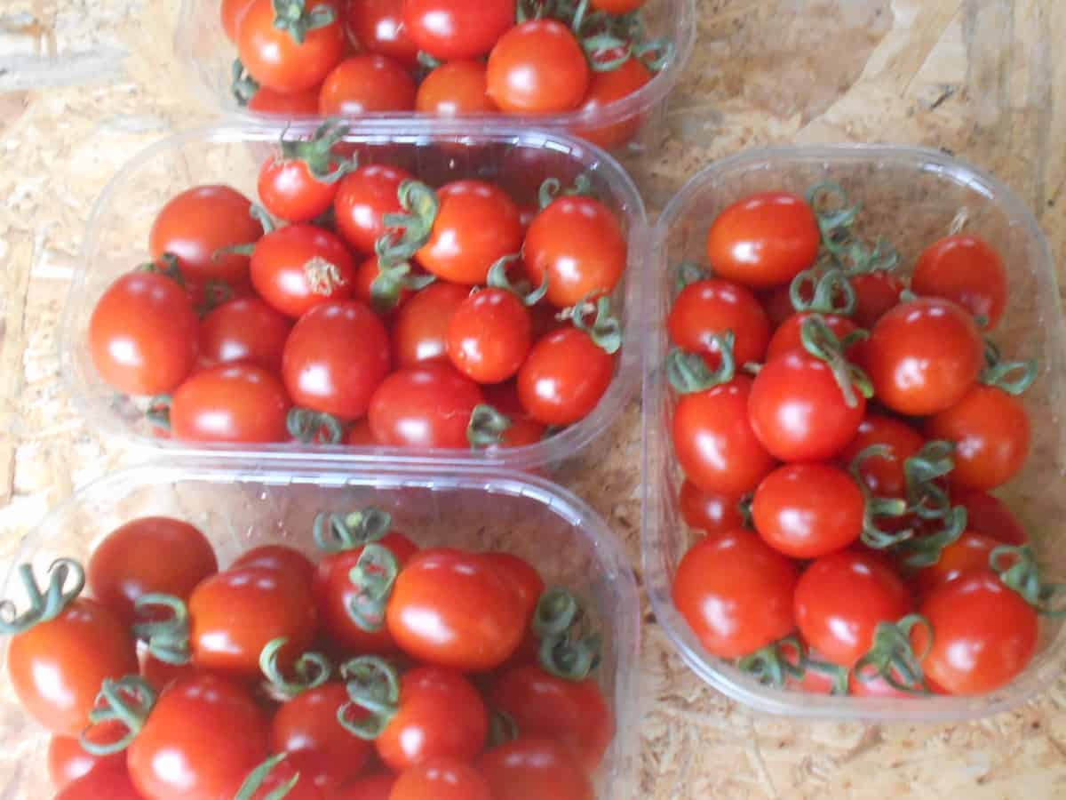 barquettes de tomates cerise