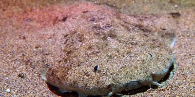 angel shark angel sharkS