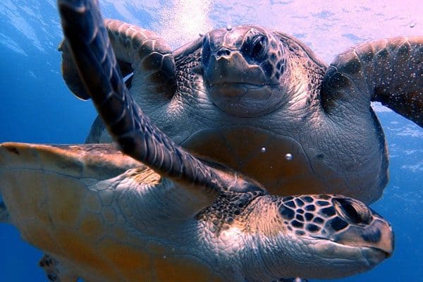 Dive Package Holiday