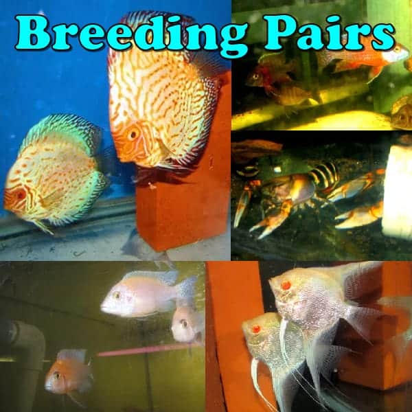 Breeding Pairs