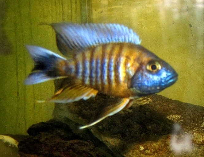 African Cichlid