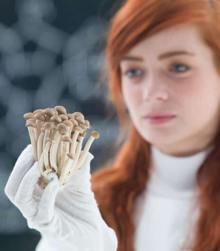 New Medicinal Combinations of Mushrooms and Cannabis