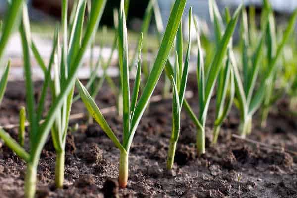 Garlic growing in a salsa garden