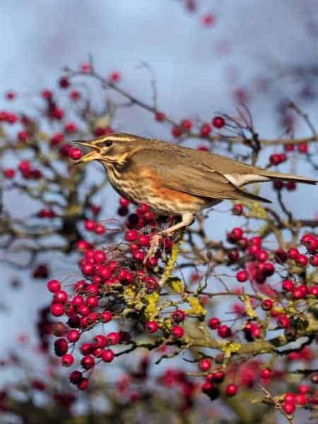 redwing bird attracted to berries on bush