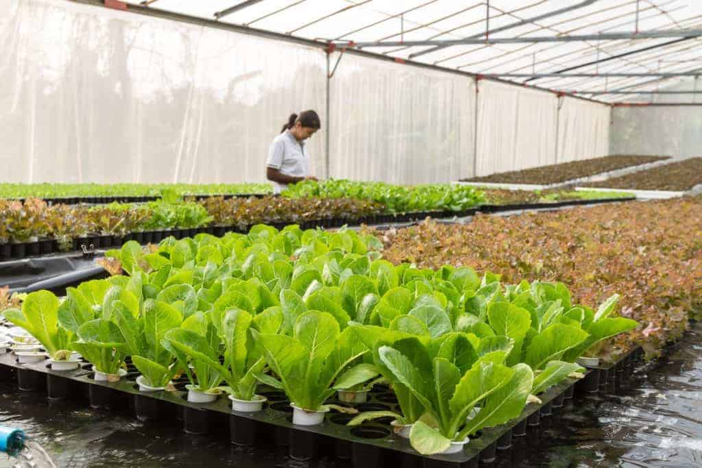 Hydroponics Hydroponics