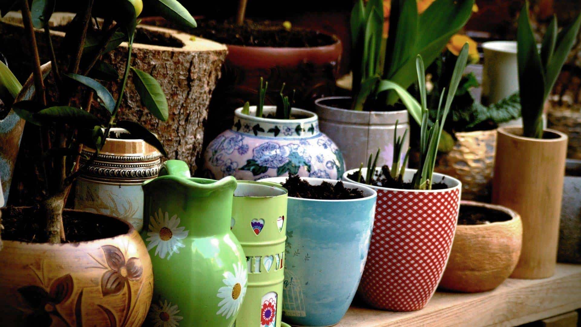Markten Brocantes Festiviteiten Planten