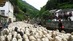 Transhumance