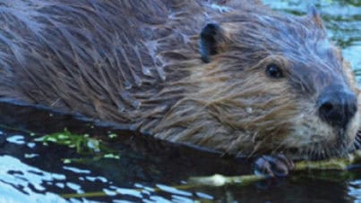 beaver-tour-2