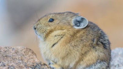 pika-training-hike-