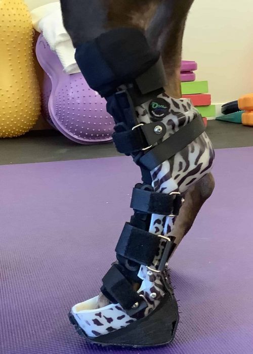 Dog Ankle Brace Dog Ankle Brace Boulder