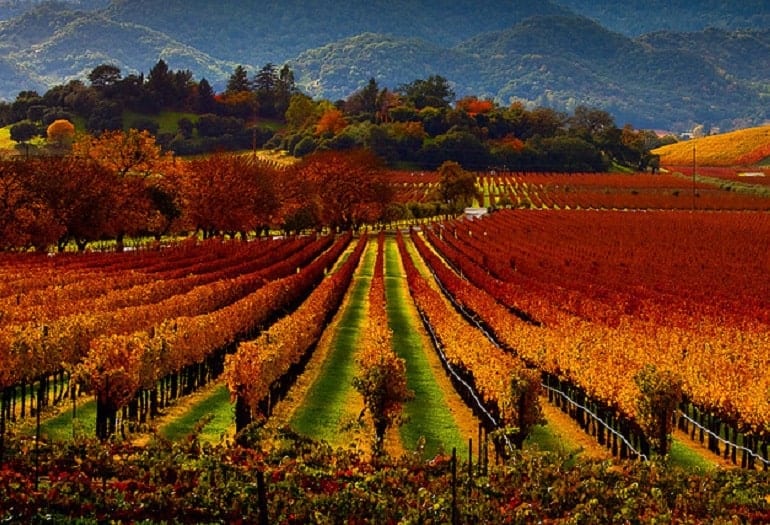 Sonoma County: Regional Guide & Wineries To Visit • Winetraveler