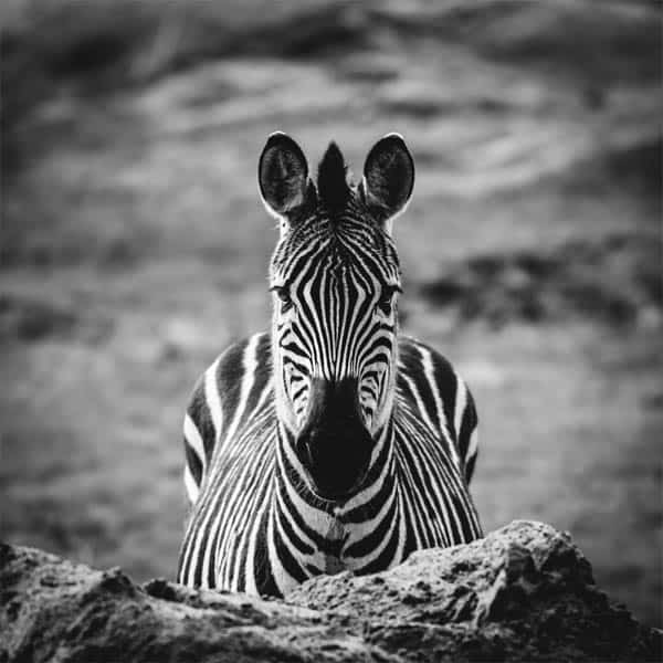 zebra Zebra