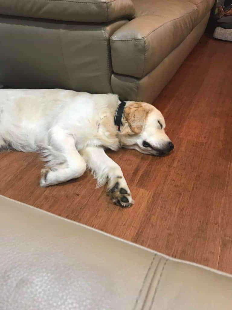 golden retriever asleep