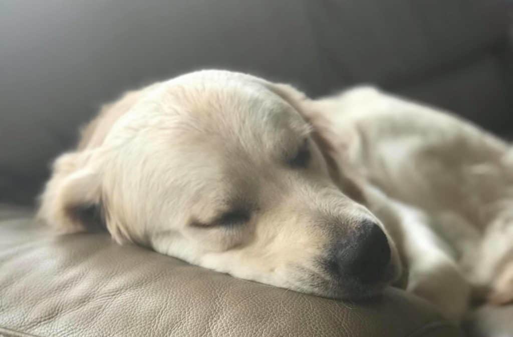golden retriever asleep on couch