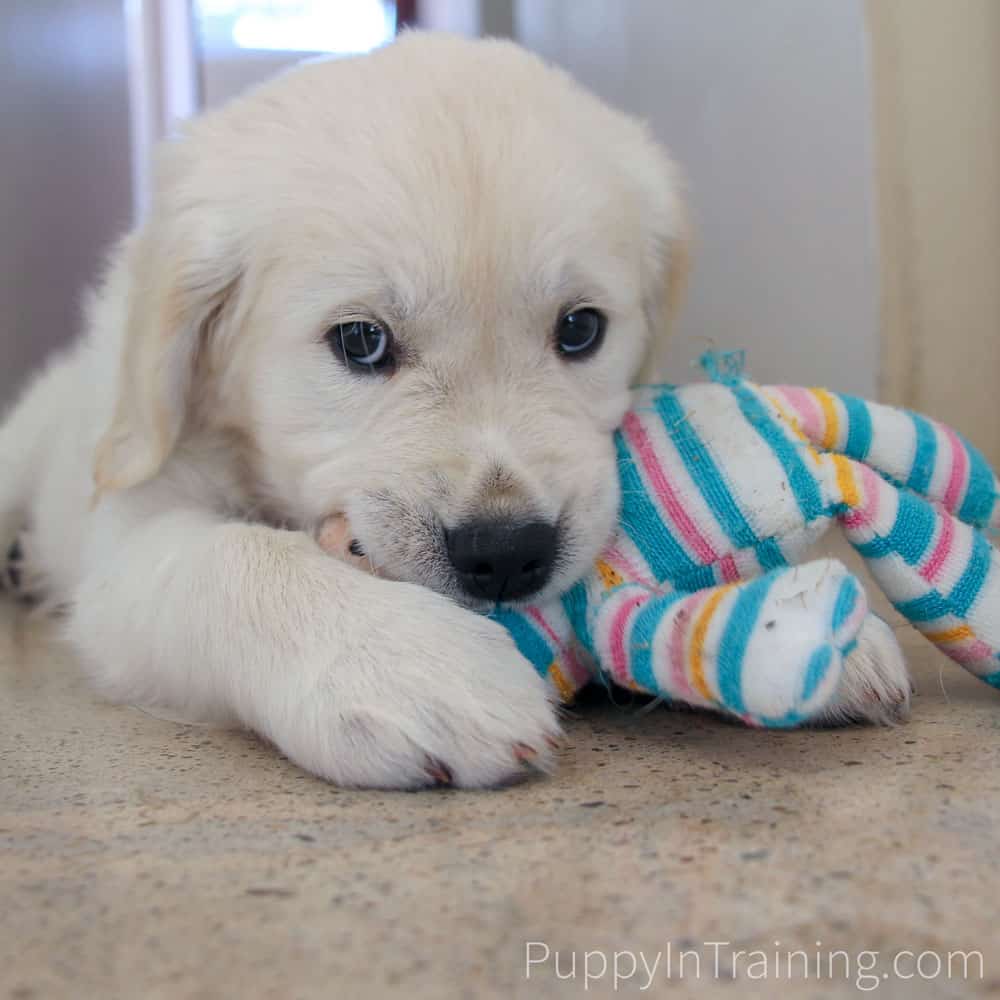 Best Dog Foods, Treats, Toys...2019 Edition Puppy In Training