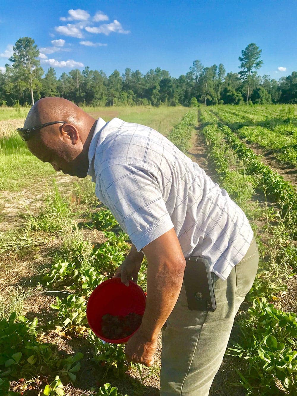 Hubby picking strawberries for vegan strawberry pie