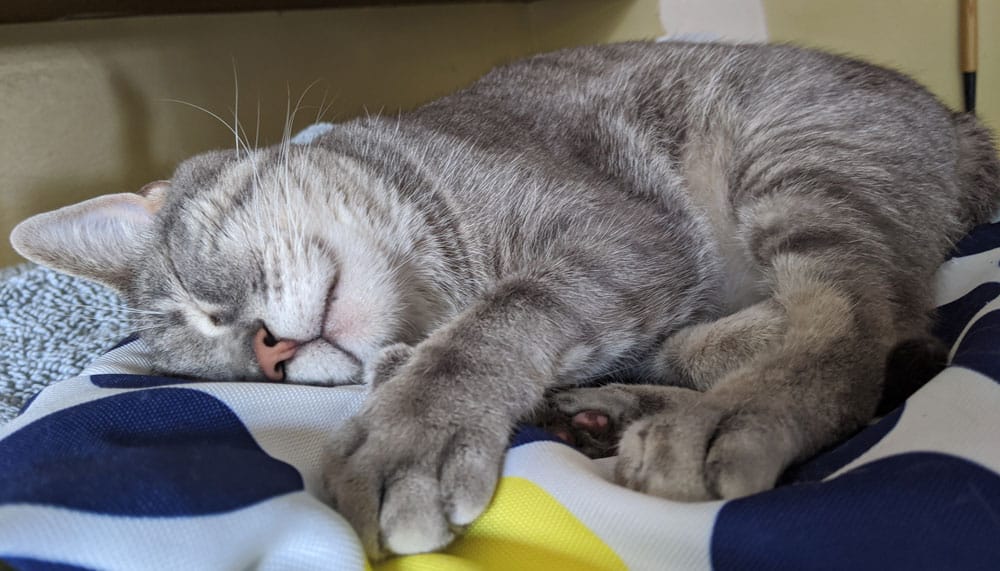 A gray tabby sleeping in her side.