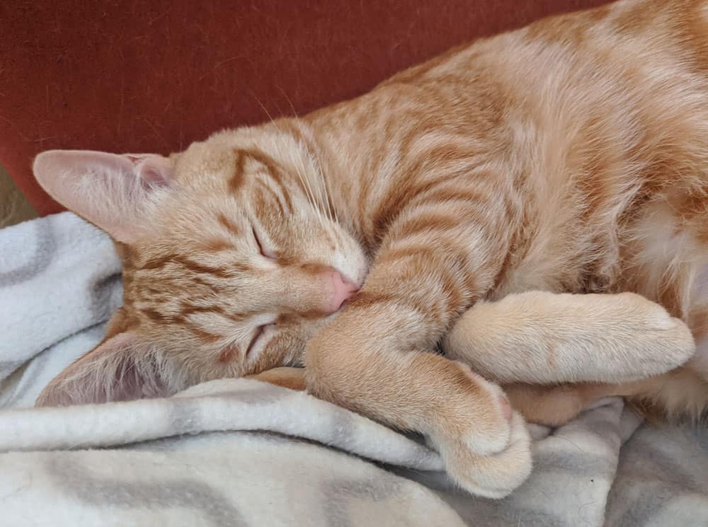 An orange tabby sleeping on his side.