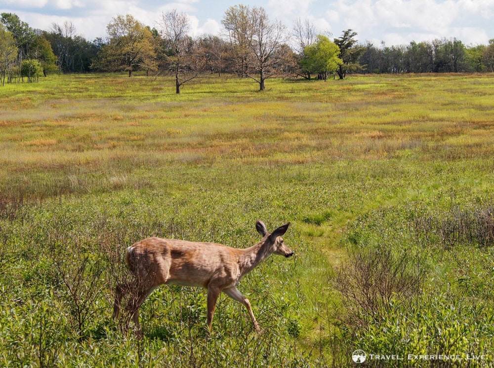 Big Meadows A Walk In Shenandoah Np Travel Experience Live