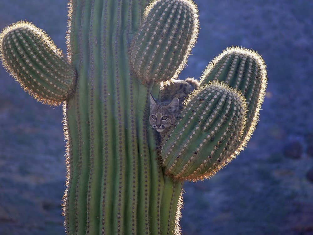 Bobcat Up A Saguaro.