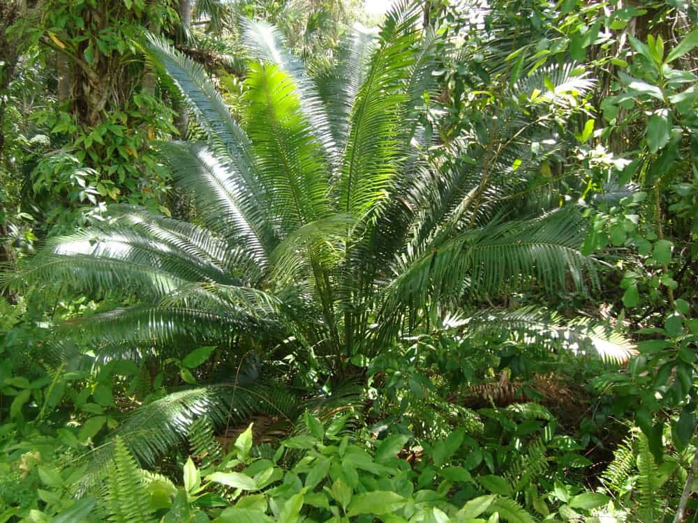 Sago Palm (Cycas revoluta). Photo: NPS/Brooke Shamblin