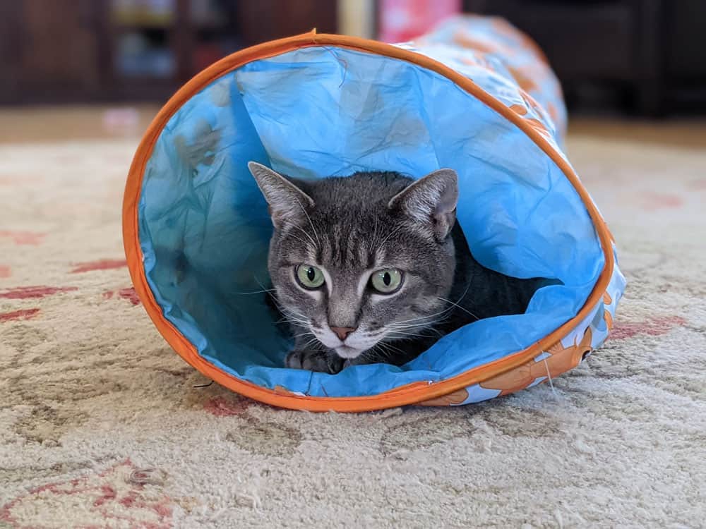 A gray tabby looking out from a cat play tunnel.