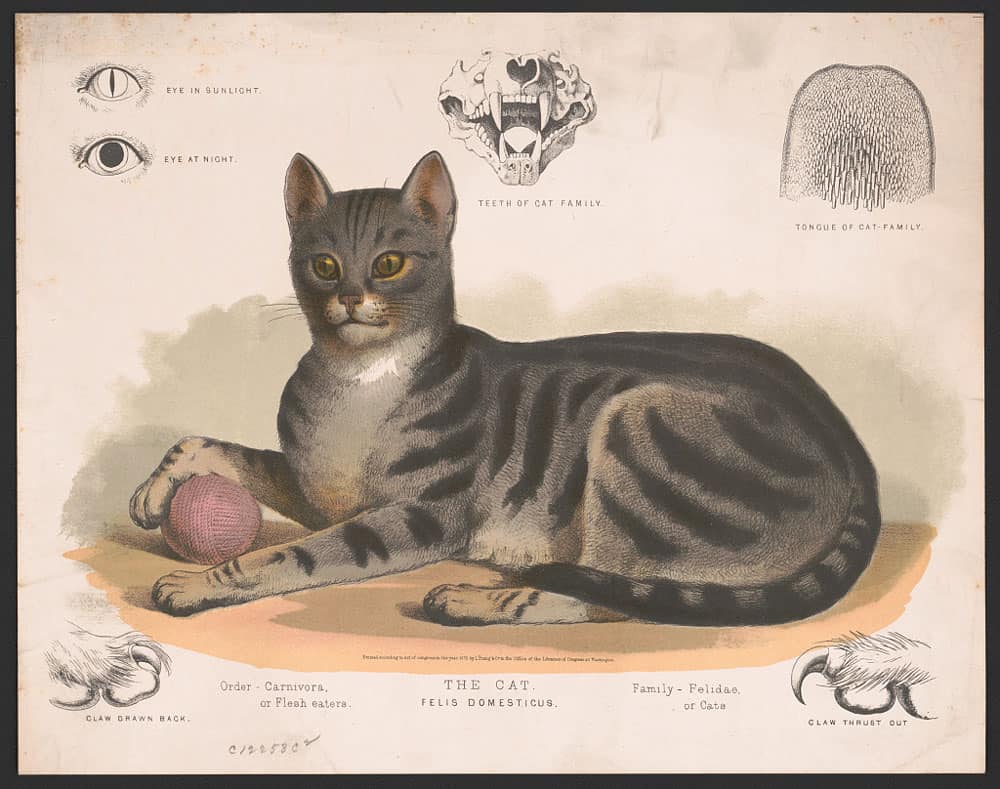 A print showing a classic tabby. The cat – Felis domesticus. L. Prang & Co., 1872. Prints & Photographs Division, Library of Congress, public domain.