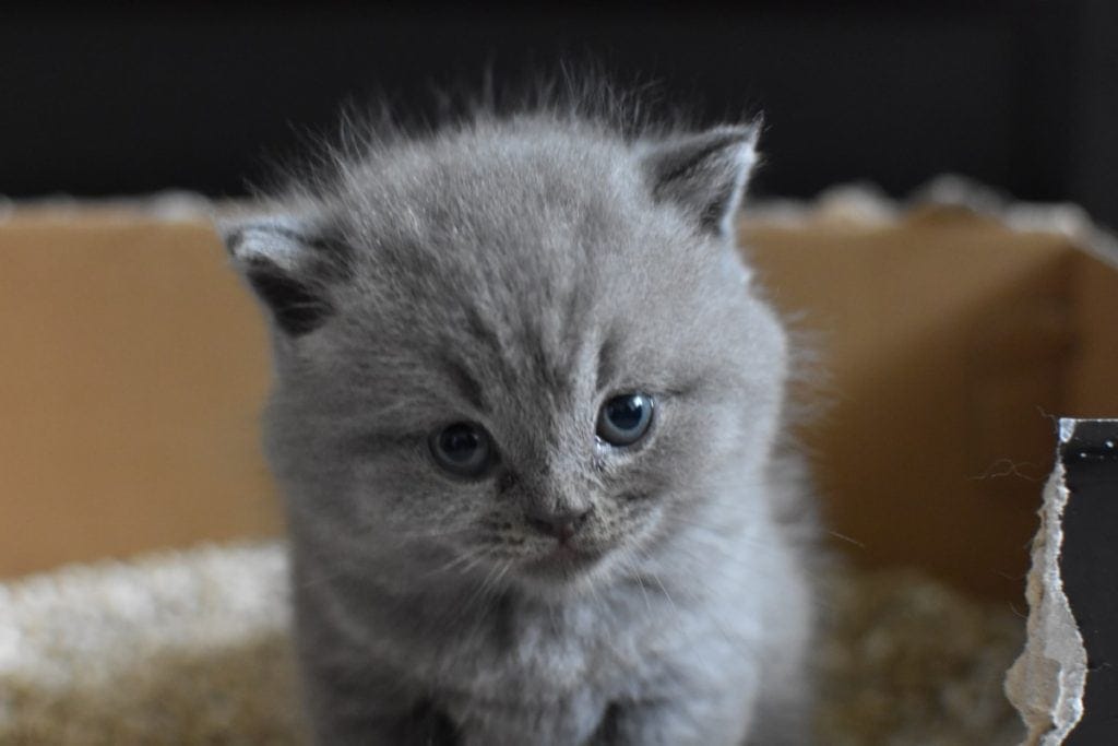 kitten pooping on non-clumping litter