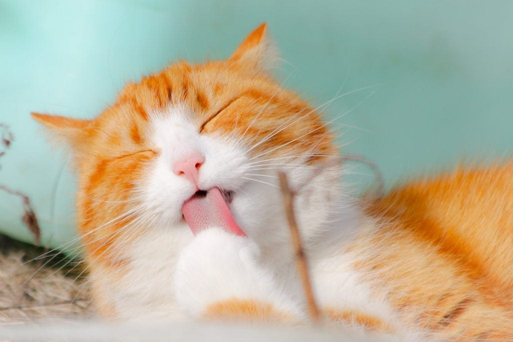 Cat cleaning himself and grooming