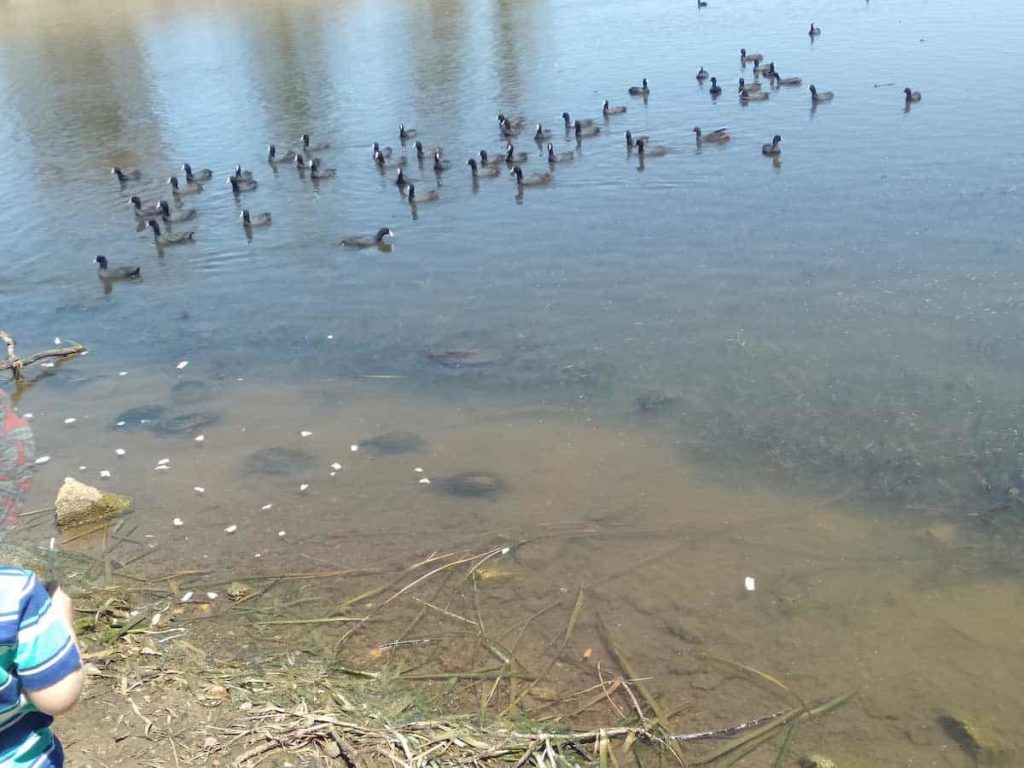 Walka Water Works Turtles